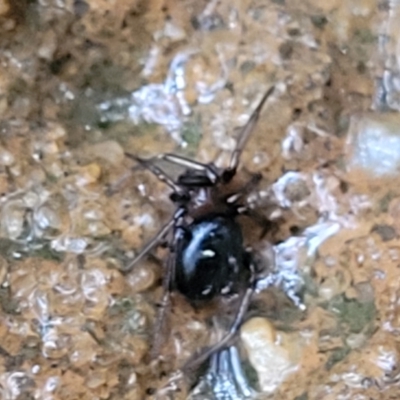 Steatoda sp. (genus) (False Redback) at Katoomba, NSW - 6 Jan 2022 by trevorpreston