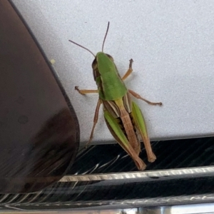 Praxibulus sp. (genus) at Tennent, ACT - 5 Jan 2022