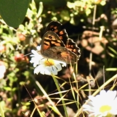 Geitoneura klugii (Marbled Xenica) at Cotter River, ACT - 4 Jan 2022 by KMcCue