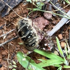 Pterolocera (genus) at Cotter River, ACT - 4 Jan 2022