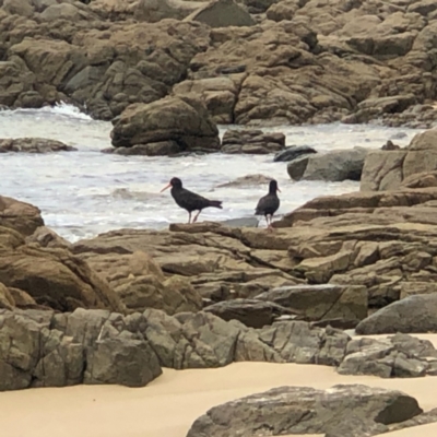 Haematopus fuliginosus (Sooty Oystercatcher) at Meringo, NSW - 30 Dec 2021 by George