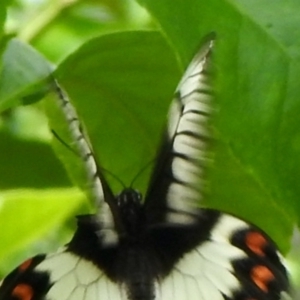 Papilio aegeus at Aranda, ACT - 6 Jan 2022 12:26 PM