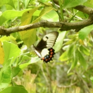 Papilio aegeus at Aranda, ACT - 6 Jan 2022