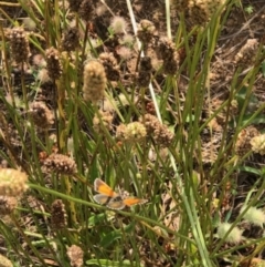 Lucia limbaria (Chequered Copper) at Chifley, ACT - 25 Jan 2022 by George