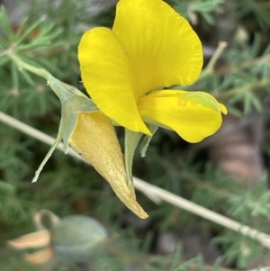 Gompholobium huegelii at Rendezvous Creek, ACT - 5 Jan 2022 12:46 PM