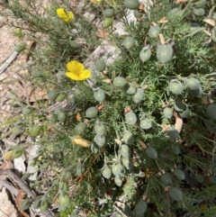 Gompholobium huegelii at Rendezvous Creek, ACT - 5 Jan 2022 12:46 PM