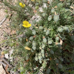 Gompholobium huegelii at Rendezvous Creek, ACT - 5 Jan 2022 12:46 PM