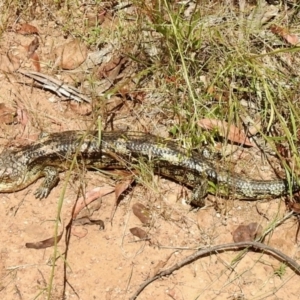 Tiliqua nigrolutea at Cotter River, ACT - 4 Jan 2022 12:48 PM