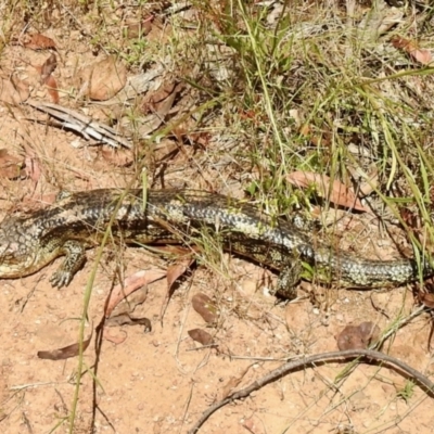 Tiliqua nigrolutea (Blotched Blue-tongue) at Cotter River, ACT - 4 Jan 2022 by KMcCue