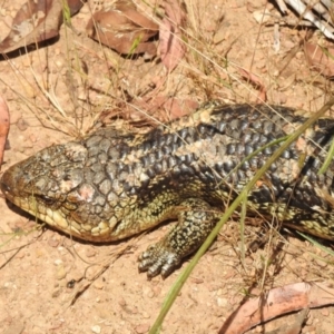 Tiliqua nigrolutea at Cotter River, ACT - 4 Jan 2022 12:48 PM