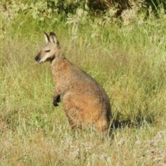 Notamacropus rufogriseus (Red-necked Wallaby) at Cotter River, ACT - 4 Jan 2022 by KMcCue