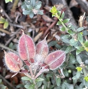 Mirbelia oxylobioides at Rendezvous Creek, ACT - 5 Jan 2022