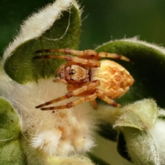 Salsa fuliginata (Sooty Orb-weaver) at Page, ACT - 7 Jan 2022 by DonTaylor