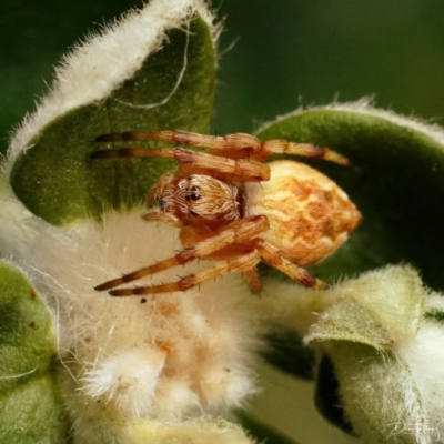 Salsa fuliginata (Sooty Orb-weaver) at Page, ACT - 6 Jan 2022 by DonTaylor