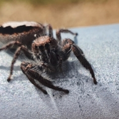 Sandalodes superbus at Yass River, NSW - 6 Nov 2021