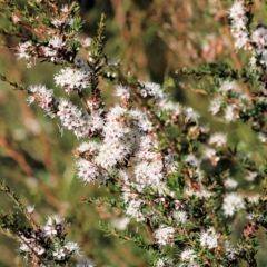 Kunzea ambigua (White Kunzea) at Pambula Beach, NSW - 30 Dec 2021 by KylieWaldon