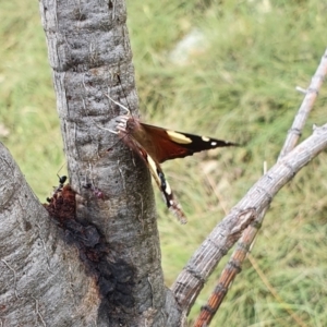 Vanessa itea at Yass River, NSW - 23 Nov 2021