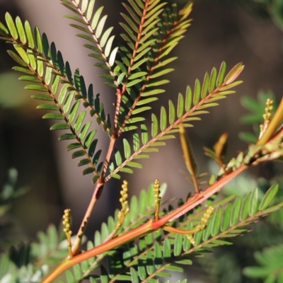 Acacia terminalis (Sunshine Wattle) at Pambula Beach, NSW - 30 Dec 2021 by KylieWaldon