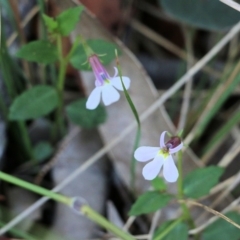 Lobelia purpurascens (White Root) at Pambula Beach, NSW - 30 Dec 2021 by KylieWaldon