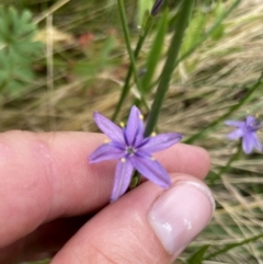 Caesia calliantha (Blue Grass-lily) at Wandiyali-Environa Conservation Area - 6 Jan 2022 by Wandiyali