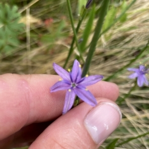 Caesia calliantha at Googong, NSW - 6 Jan 2022