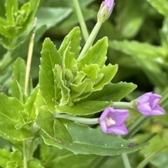 Epilobium billardiereanum subsp. hydrophilum at Rendezvous Creek, ACT - 5 Jan 2022 by JaneR