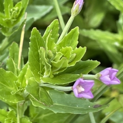 Epilobium billardiereanum subsp. hydrophilum at Rendezvous Creek, ACT - 5 Jan 2022 by JaneR