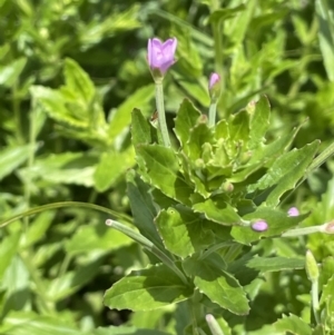 Epilobium billardiereanum subsp. hydrophilum at Rendezvous Creek, ACT - 5 Jan 2022 01:25 PM