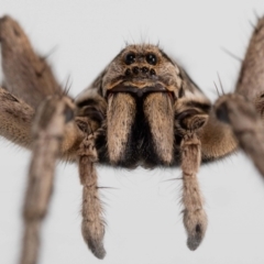 Tasmanicosa godeffroyi (Garden Wolf Spider) at Jerrabomberra, NSW - 4 Jan 2022 by MarkT