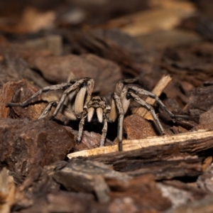 Tasmanicosa godeffroyi at Jerrabomberra, NSW - 4 Jan 2022