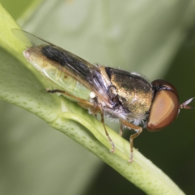 Odontomyia decipiens (Green Soldier Fly) at Higgins, ACT - 6 Jan 2022 by AlisonMilton