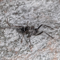 Evaniidae (family) (Hatchet wasp) at Molonglo Valley, ACT - 6 Jan 2022 by Roger