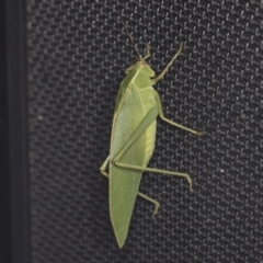 Caedicia simplex (Common Garden Katydid) at Higgins, ACT - 5 Jan 2022 by AlisonMilton