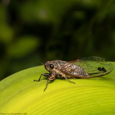 Galanga labeculata (Double-spotted cicada) at ANBG - 6 Jan 2022 by Roger