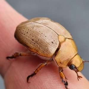 Anoplognathus pallidicollis at Denman Prospect, ACT - 7 Jan 2022