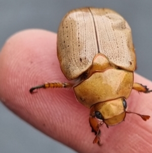 Anoplognathus pallidicollis at Denman Prospect, ACT - 7 Jan 2022