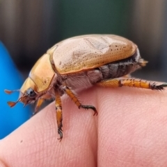 Anoplognathus pallidicollis at Denman Prospect, ACT - 7 Jan 2022