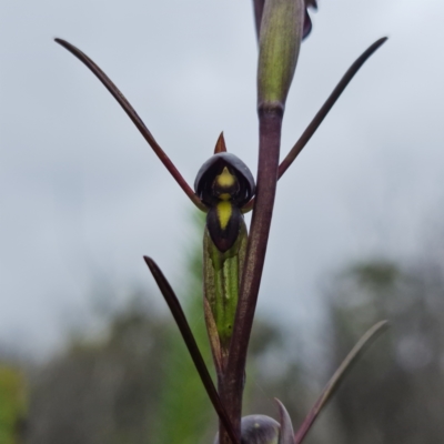 Orthoceras strictum (Horned Orchid) at Jerrawangala, NSW - 6 Jan 2022 by RobG1