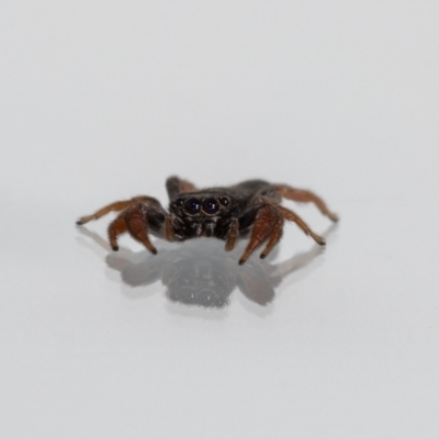 Holoplatys sp. (genus) (Unidentified Holoplatys jumping spider) at Jerrabomberra, NSW - 29 Dec 2021 by MarkT