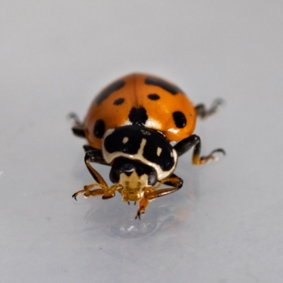 Hippodamia variegata (Spotted Amber Ladybird) at Jerrabomberra, NSW - 25 Dec 2021 by MarkT