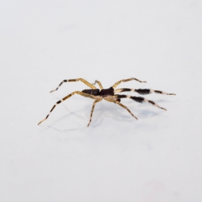 Cycloctenus sp. (genus) (Scuttling Spider) at Jerrabomberra, NSW - 24 Dec 2021 by MarkT