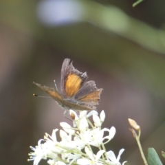 Paralucia pyrodiscus at Jerrabomberra, NSW - 7 Jan 2022