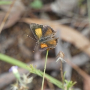 Paralucia pyrodiscus at Jerrabomberra, NSW - 7 Jan 2022