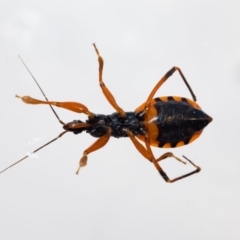 Ectomocoris patricius at suppressed - 20 Dec 2021