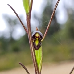 Orthoceras strictum (Horned Orchid) at Jerrawangala, NSW - 6 Jan 2022 by RobG1