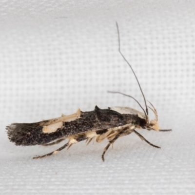 Trachydora (genus) nr pygaea (A Gelechioid moth (Parametriotinae-Elachistidae) at Melba, ACT - 2 Jan 2022 by kasiaaus