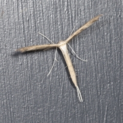 Stenoptilia zophodactylus (Dowdy Plume Moth) at Higgins, ACT - 7 Jan 2022 by AlisonMilton