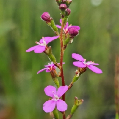 Stylidium lineare (Narrow-leaved Triggerplant) at Jerrawangala, NSW - 6 Jan 2022 by RobG1