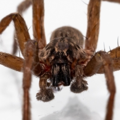 Mituliodon tarantulinus (Prowling Spider) at Jerrabomberra, NSW - 16 Dec 2021 by MarkT