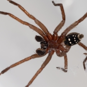 Mituliodon tarantulinus at Jerrabomberra, NSW - suppressed